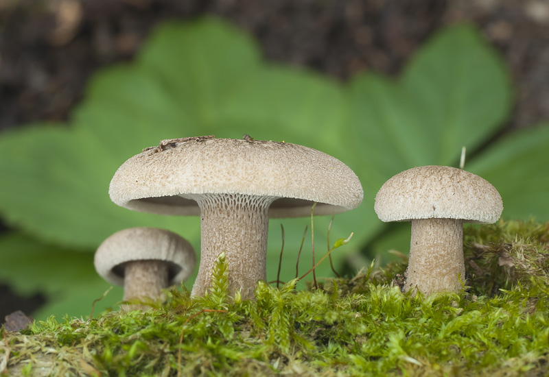 Polyporus arcularius